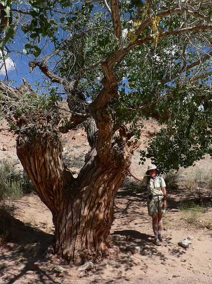 August 19, 2006 - Little Wild Horse Canyon, near Goblin Valley State Park, Utah.<br />Joyce next to the cottonwood tree whose footprint she traced.