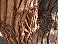 August 19, 2006 - Little Wild Horse Canyon, near Goblin Valley State Park, Utah.<br />Bark of the cottonwood tree.