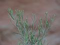 August 19, 2006 - Little Wild Horse Canyon, near Goblin Valley State Park, Utah.