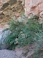 August 19, 2006 - Little Wild Horse Canyon, near Goblin Valley State Park, Utah.<br />Tamarisk.