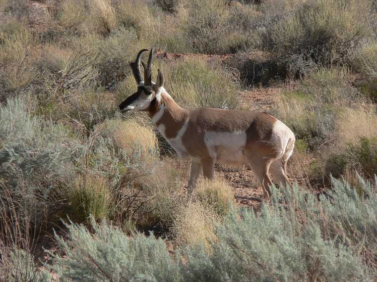 August 19, 2006 - Near Goblin Valley State Park, Utah.<br />A male pronghorn.