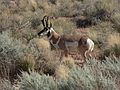 August 19, 2006 - Near Goblin Valley State Park, Utah.<br />A male pronghorn.