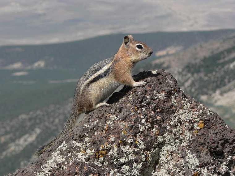 August 20, 2006 - Lands End, Grand Mesa National Forest, Colorado.<br />Golden mantled squirrel (and you thought it was a chipmunk).