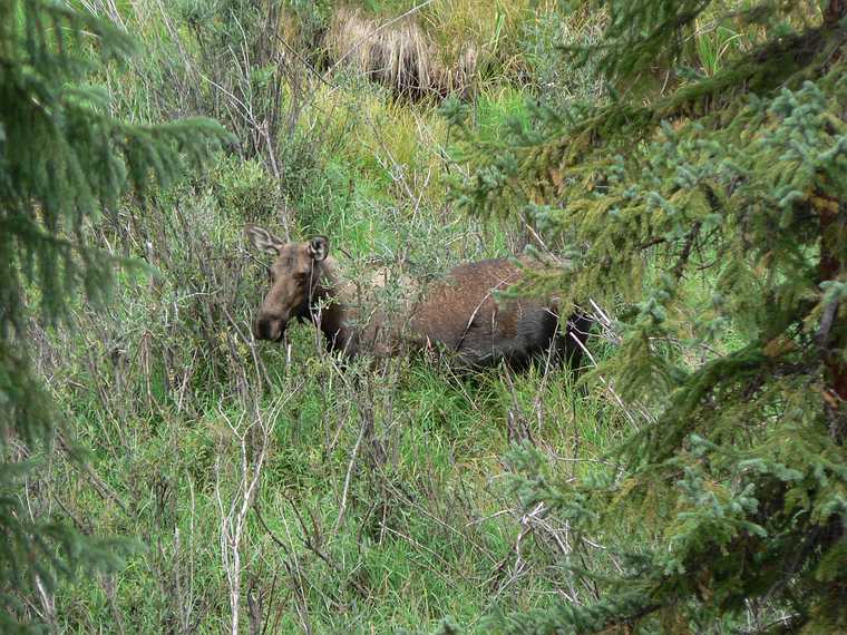 August 21, 2006 - Kawuneeche Valley, Rocky Mountain National Park, Colorado.<br />A female moose.