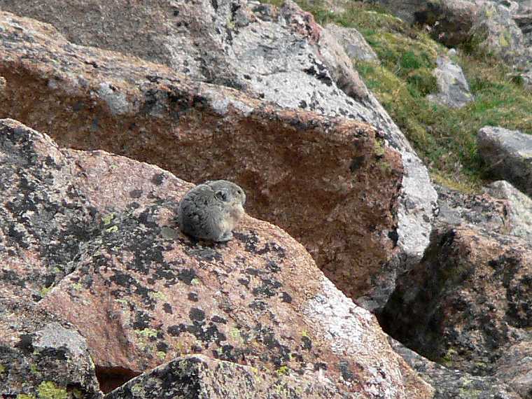 August 21, 2006 - Rocky Mountain National Park, Colorado.<br />A pika.