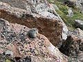 August 21, 2006 - Rocky Mountain National Park, Colorado.<br />A pika.