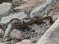 August 21, 2006 - Rainbow Curve Overlook, Rocky Mountain National Park, Colorado.<br />Chipmunks.