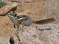 August 21, 2006 - Rainbow Curve Overlook, Rocky Mountain National Park, Colorado.<br />Chipmunk.
