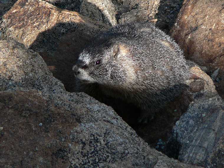 August 21, 2006 - Rainbow Curve Overlook, Rocky Mountain National Park, Colorado.<br />Marmot.