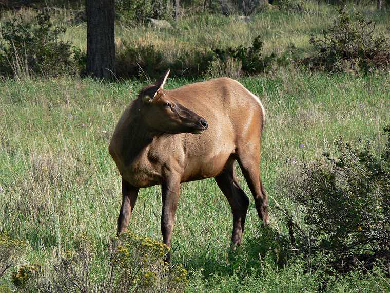 August 21, 2006 - Estes Park, Colorado.<br />Female elk.