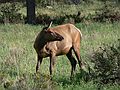 August 21, 2006 - Estes Park, Colorado.<br />Female elk.