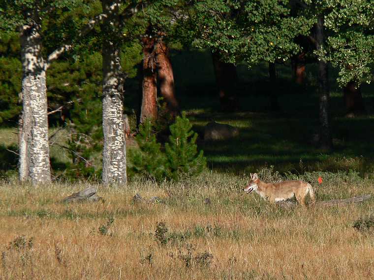 August 22, 2006 - Rocky Mountain National Park, Colorado.<br />Coyote near West Horshoe Park.