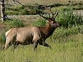 August 22, 2006 - Rocky Mountain National Park, Colorado.<br />Elk along road to Endovalley.