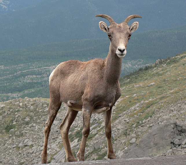 August 22, 2006 - Mount Evans, Colorado.<br />A female bighorn sheep.
