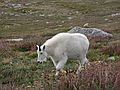 August 22, 2006 - Mount Evans, Colorado.<br />Mountain goat.