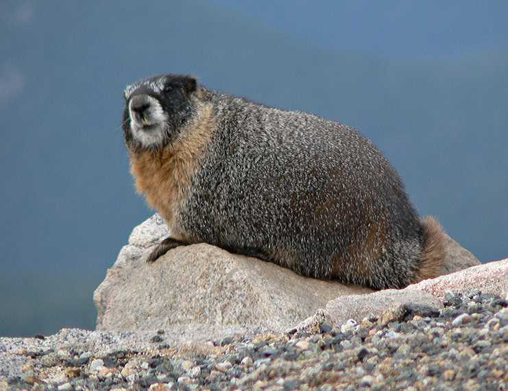 August 22, 2006 - Mount Evans, Colorado.<br />Marmot.