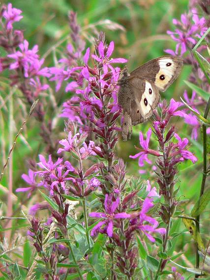 Sept. 5, 2006 - Old Town Hill (Trustees of Reservations), Newbury, Massachusetts.<br />Along the shore of the Little River.<br />Purple losestrife with butterfly.