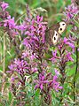 Sept. 5, 2006 - Old Town Hill (Trustees of Reservations), Newbury, Massachusetts.<br />Along the shore of the Little River.<br />Purple losestrife with butterfly.