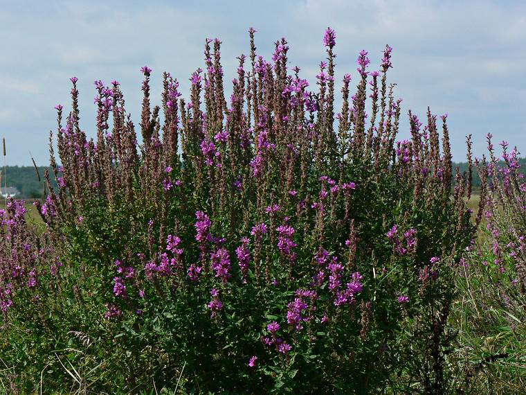 Sept 7, 2006 - Old Town Hill (Trustees of Reservations), Newbury, Massachusetts.<br />Little River section of the park.<br />Purple loosestrife.