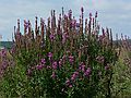 Sept 7, 2006 - Old Town Hill (Trustees of Reservations), Newbury, Massachusetts.<br />Little River section of the park.<br />Purple loosestrife.