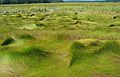 Sept 7, 2006 - Old Town Hill (Trustees of Reservations), Newbury, Massachusetts.<br />Little River section of the park.<br />Spartina patens ( saltmeadow cordgrass).