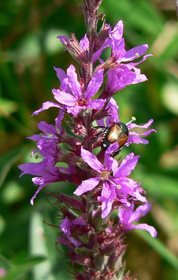 Sept 7, 2006 - Old Town Hill (Trustees of Reservations), Newbury, Massachusetts.<br />Little River section of the park.<br />A Japanese beetle on purple loosestrife.