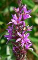 Sept 7, 2006 - Old Town Hill (Trustees of Reservations), Newbury, Massachusetts.<br />Little River section of the park.<br />A Japanese beetle on purple loosestrife.