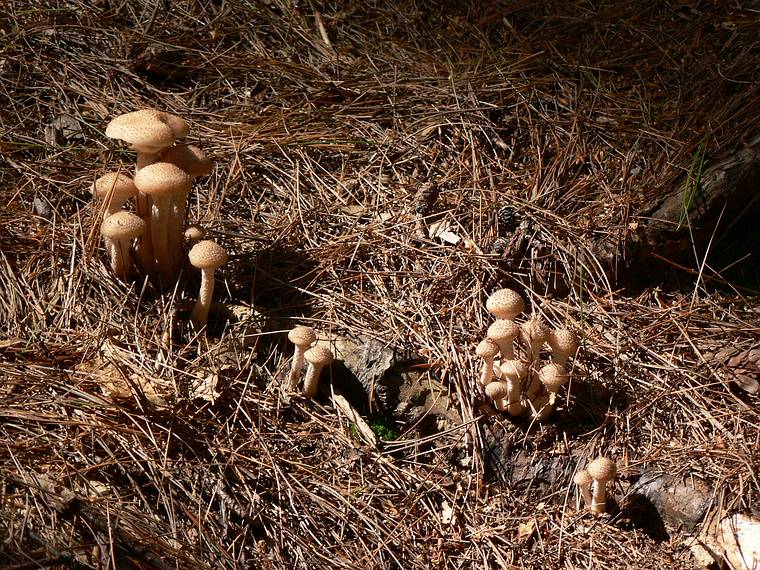 Sept. 8, 2006 - Maudslay State Park, Newburyport, Massachusetts.