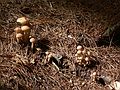 Sept. 8, 2006 - Maudslay State Park, Newburyport, Massachusetts.