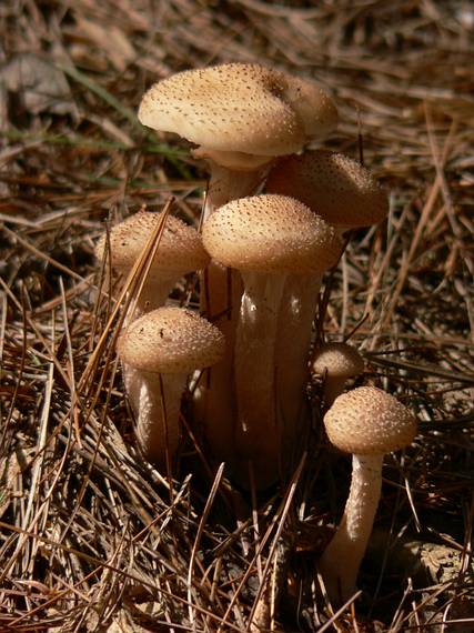Sept. 8, 2006 - Maudslay State Park, Newburyport, Massachusetts.