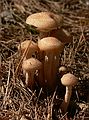 Sept. 8, 2006 - Maudslay State Park, Newburyport, Massachusetts.
