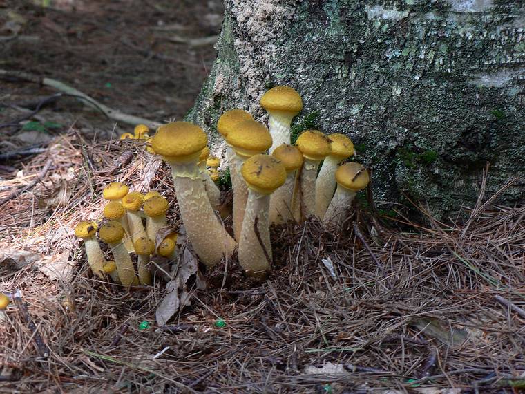 Sept. 8, 2006 - Maudslay State Park, Newburyport, Massachusetts.