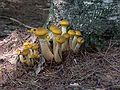 Sept. 8, 2006 - Maudslay State Park, Newburyport, Massachusetts.