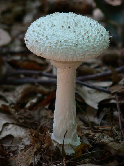 Sept. 8, 2006 - Maudslay State Park, Newburyport, Massachusetts.