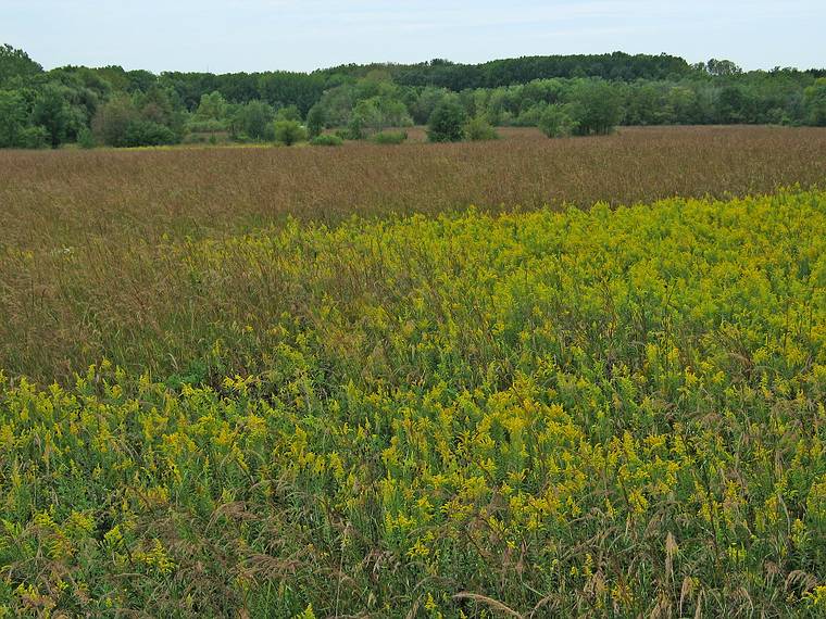 Sept. 18, 2006 - Meadowbrook Park, Urbana, Illinois.<br />60 acres of restored prairie.