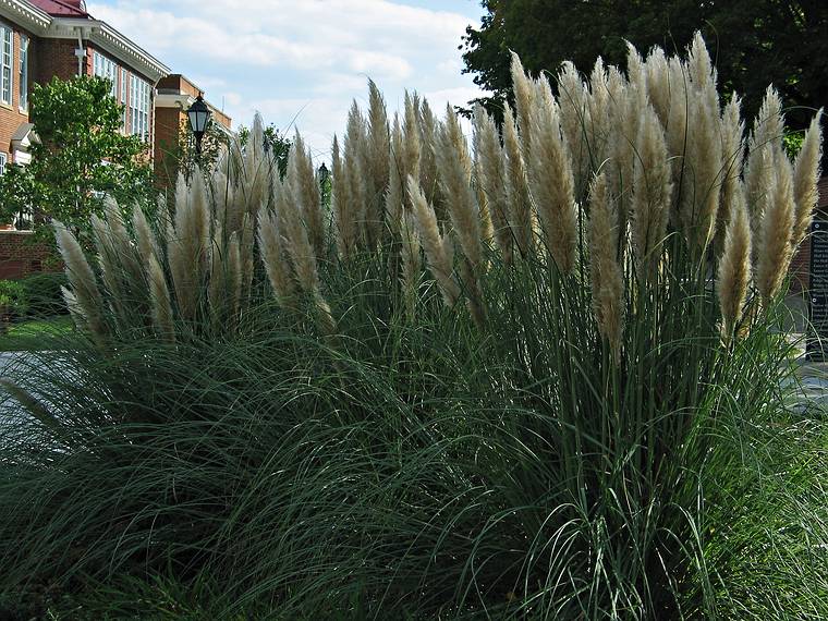 Sept. 20, 2006 - Longwood University, Farmville, Virginia.<br />Pampas grass.
