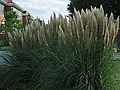 Sept. 20, 2006 - Longwood University, Farmville, Virginia.<br />Pampas grass.