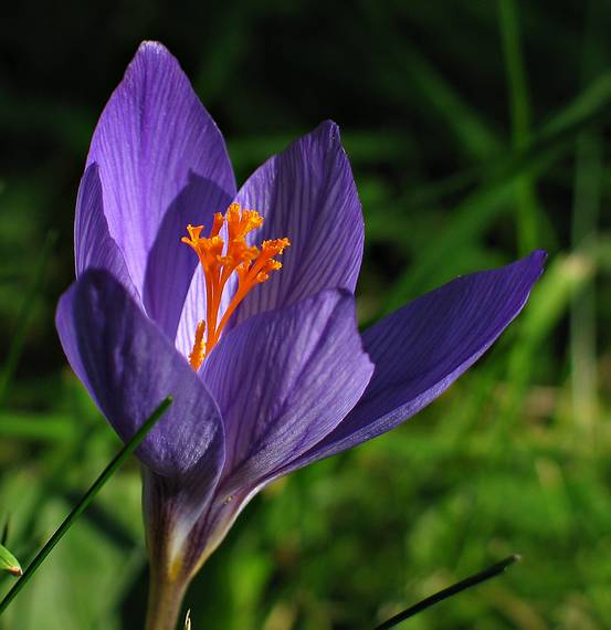 Sept. 28, 2006 - Maudslay State Park, Newburyport, Massachusetts.<br />Fall crocus.