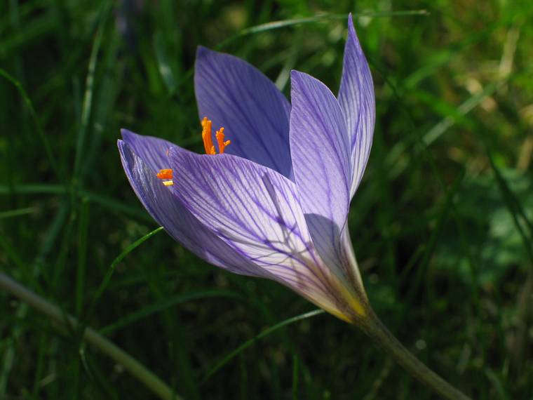 Sept. 28, 2006 - Maudslay State Park, Newburyport, Massachusetts.<br />Fall crocus.
