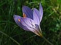 Sept. 28, 2006 - Maudslay State Park, Newburyport, Massachusetts.<br />Fall crocus.