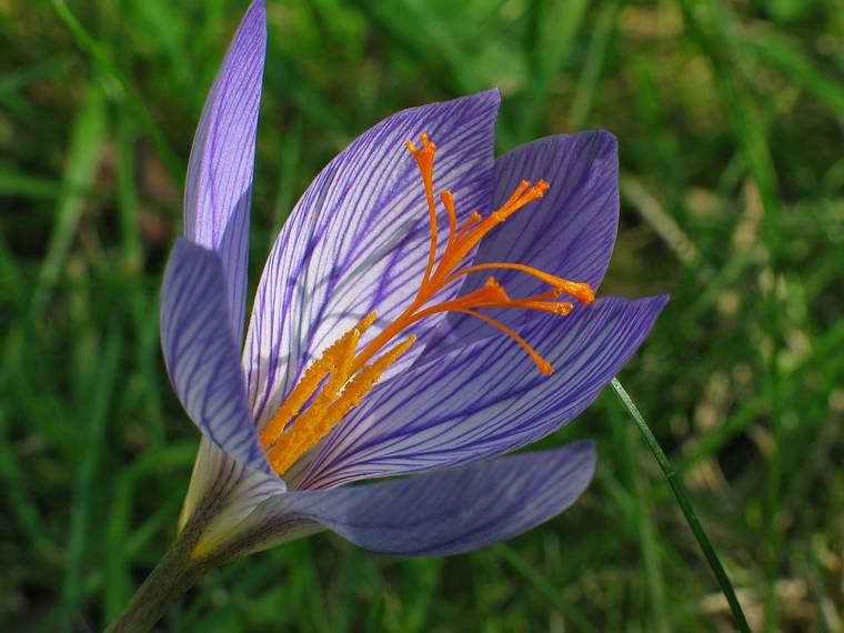 Sept. 28, 2006 - Maudslay State Park, Newburyport, Massachusetts.<br />Fall crocus.