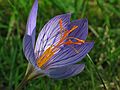 Sept. 28, 2006 - Maudslay State Park, Newburyport, Massachusetts.<br />Fall crocus.