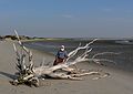 October 4, 2006 - Sandy Point State Reservation, Plum Island, Massachusetts.<br />The sea toppled tree and Egils.