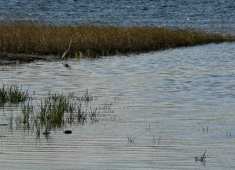 October 6, 2006 - Maudslay State Park, Newburyport, Massachusetts.<br />Great blue heron shot from Curzon's Mill bridge.
