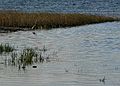 October 6, 2006 - Maudslay State Park, Newburyport, Massachusetts.<br />Great blue heron shot from Curzon's Mill bridge.