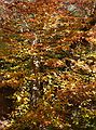 October 8, 2006 - Mt. Percival and Mt. Morgan hike near Holderness, New Hampshire.<br />Along trail from Mt. Percival to Mt. Morgan.