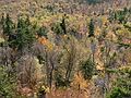October 8, 2006 - Mt. Percival and Mt. Morgan hike near Holderness, New Hampshire.<br />Foliage on the flanks of Mt. Morgan.