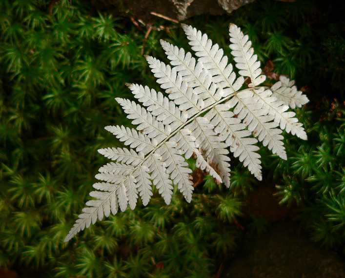 October 8, 2006 - Mt. Percival and Mt. Morgan hike near Holderness, New Hampshire.<br />A white fern along trail down Mt. Morgan.