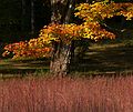 October 10, 2006 - Maudslay State Park, Newburyport, Massachusetts.