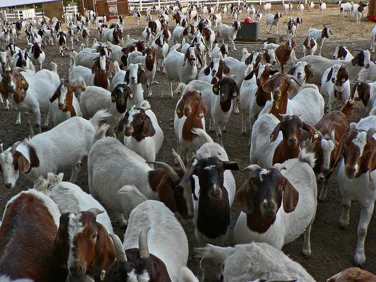 October 10, 2005 - Maudslay State Park, Newburyport, Massachusetts.<br />Goats at Arrowhead Farm abutting the park.